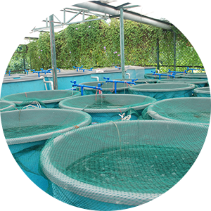 Fish farming